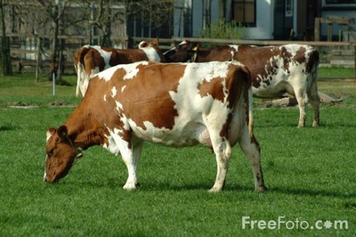 The Advantages and Disadvantages of cattle rearing on the environment ...